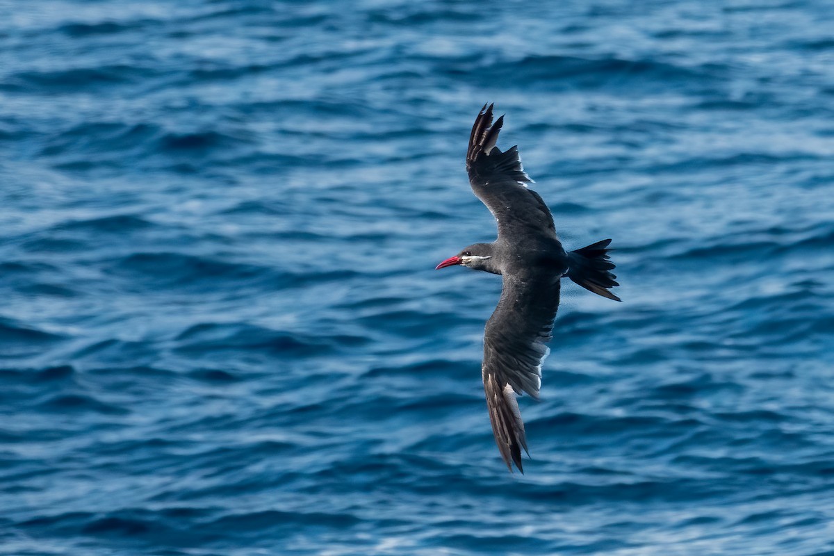 Inca Tern - Phil Bartley