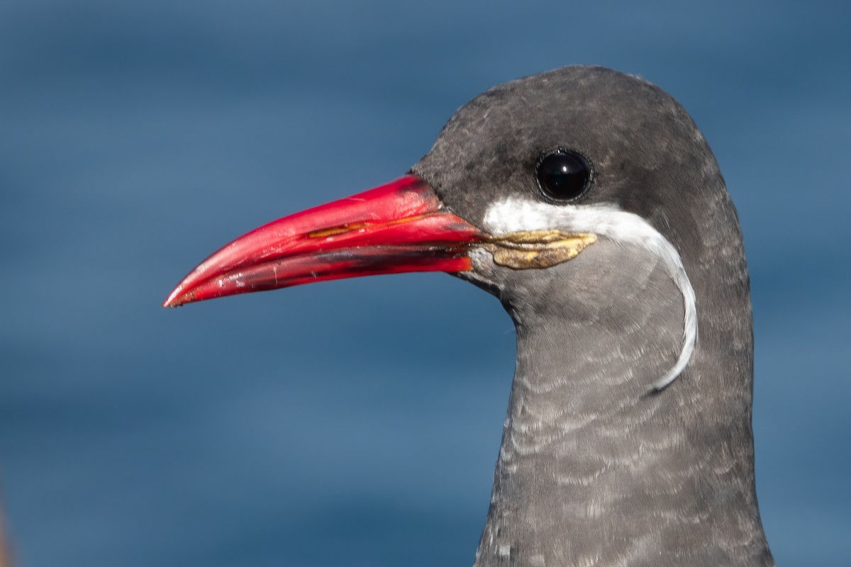 Inca Tern - Phil Bartley