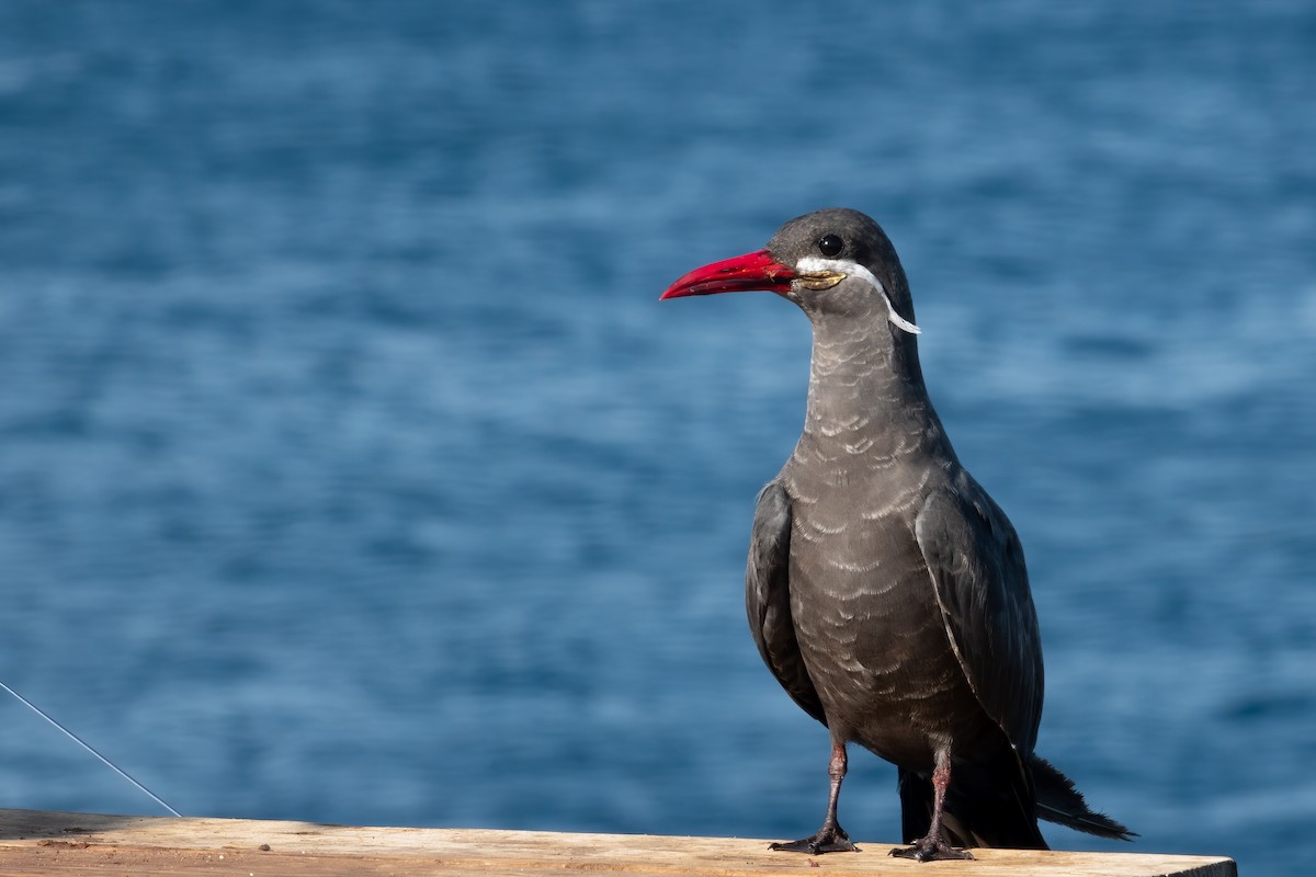 Inca Tern - ML334274891