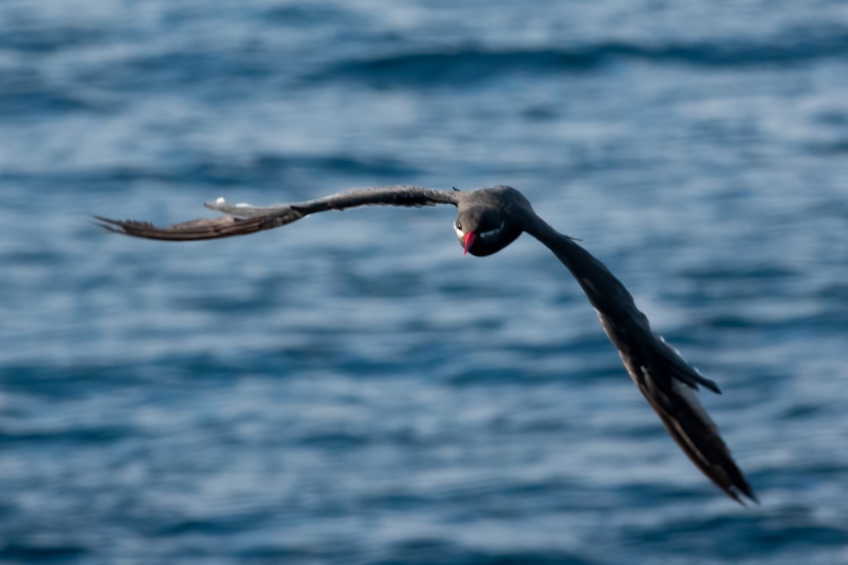 Inca Tern - ML334274911