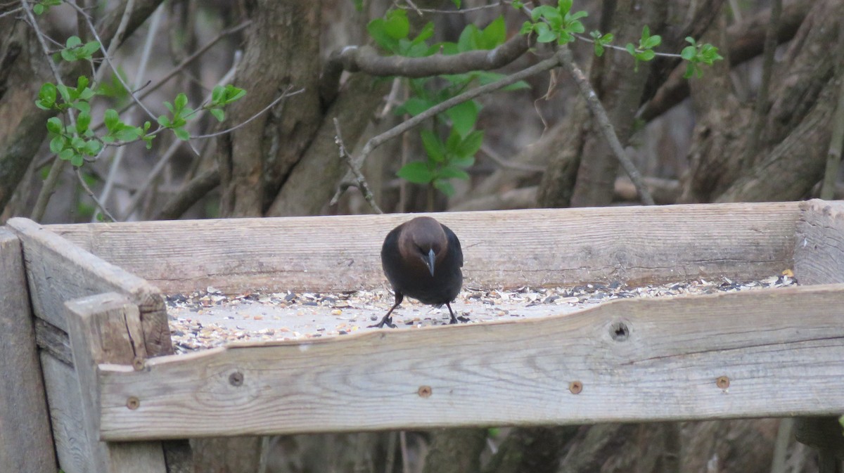 Brown-headed Cowbird - Janet McCullough