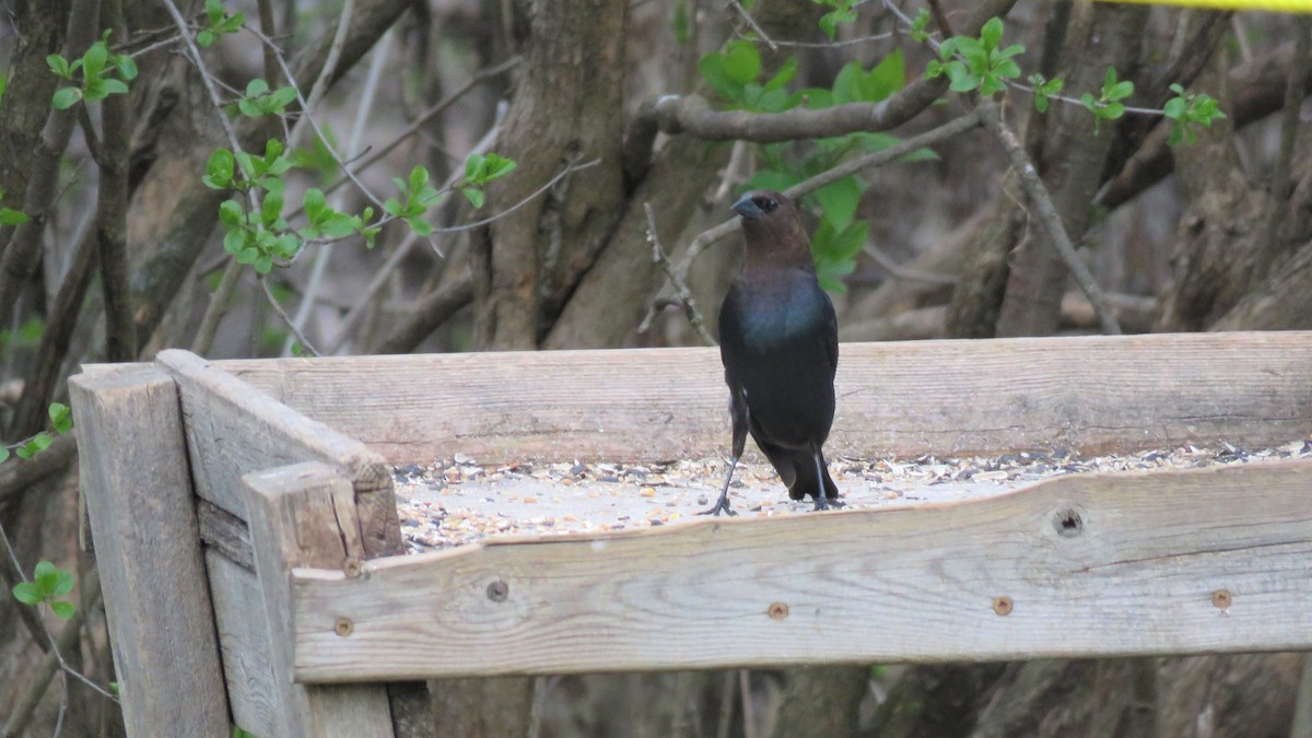 Brown-headed Cowbird - ML334275081