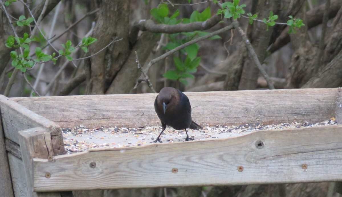 Brown-headed Cowbird - ML334275091