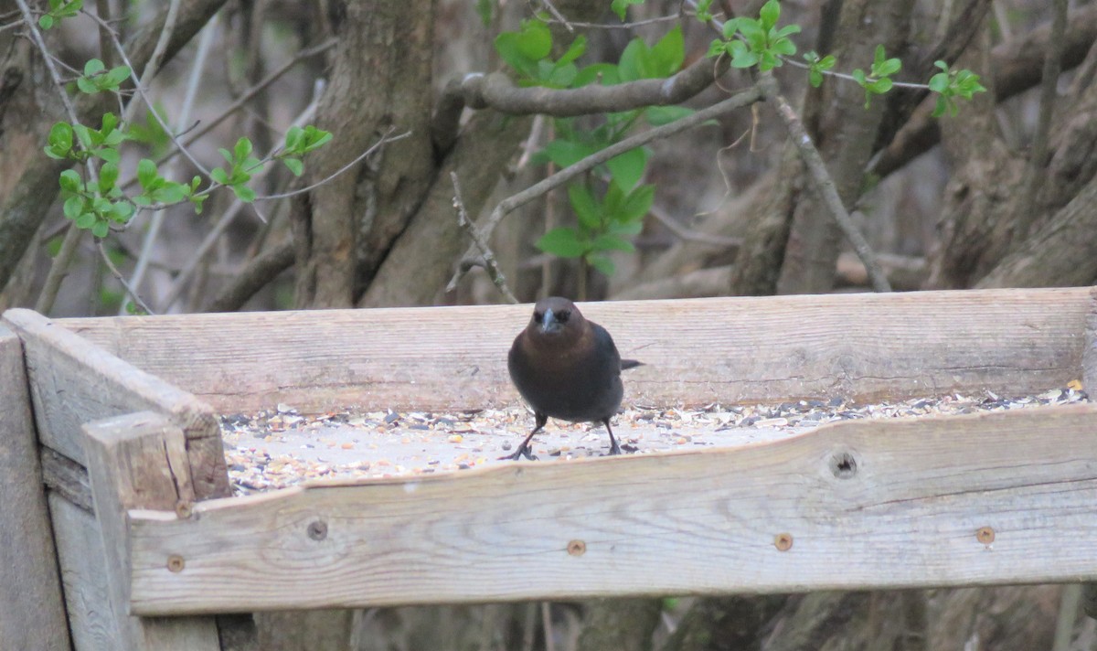 Brown-headed Cowbird - Janet McCullough