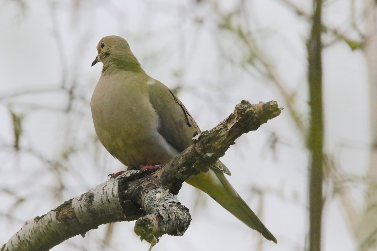 Mourning Dove - Brian Tychie