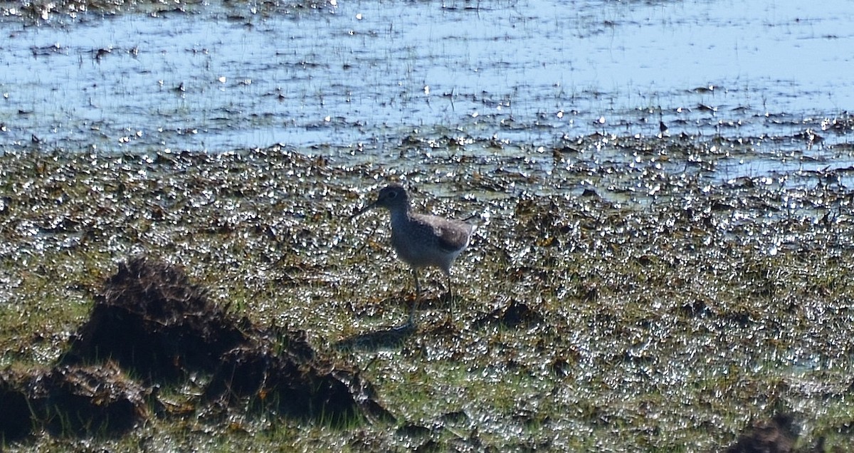 Solitary Sandpiper - Ron Furnish