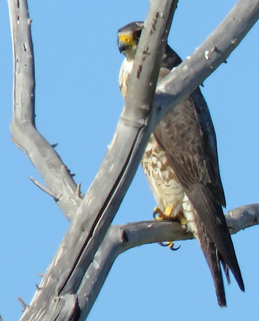 Peregrine Falcon - ML334279421