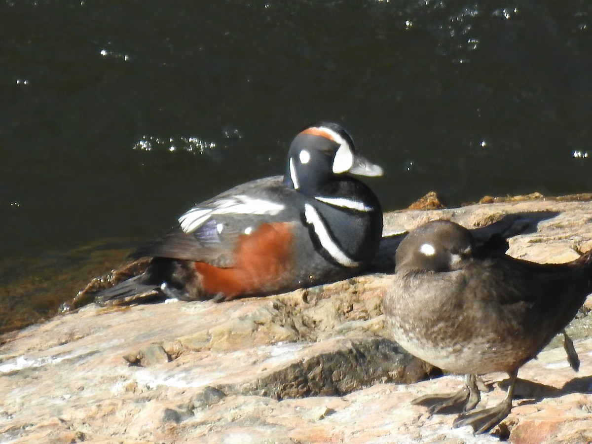 Harlequin Duck - ML334280241