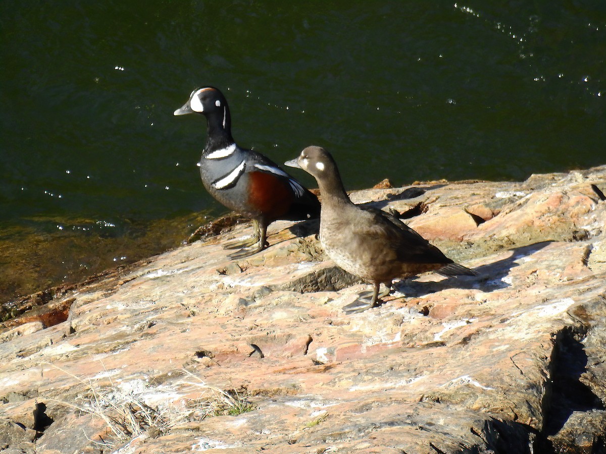 Harlequin Duck - ML334280371