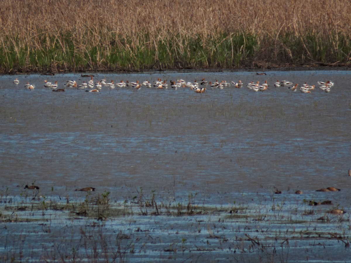 American Avocet - ML334280701