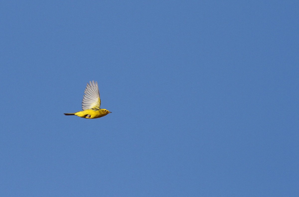 Wilson's Warbler - Ryan Terrill