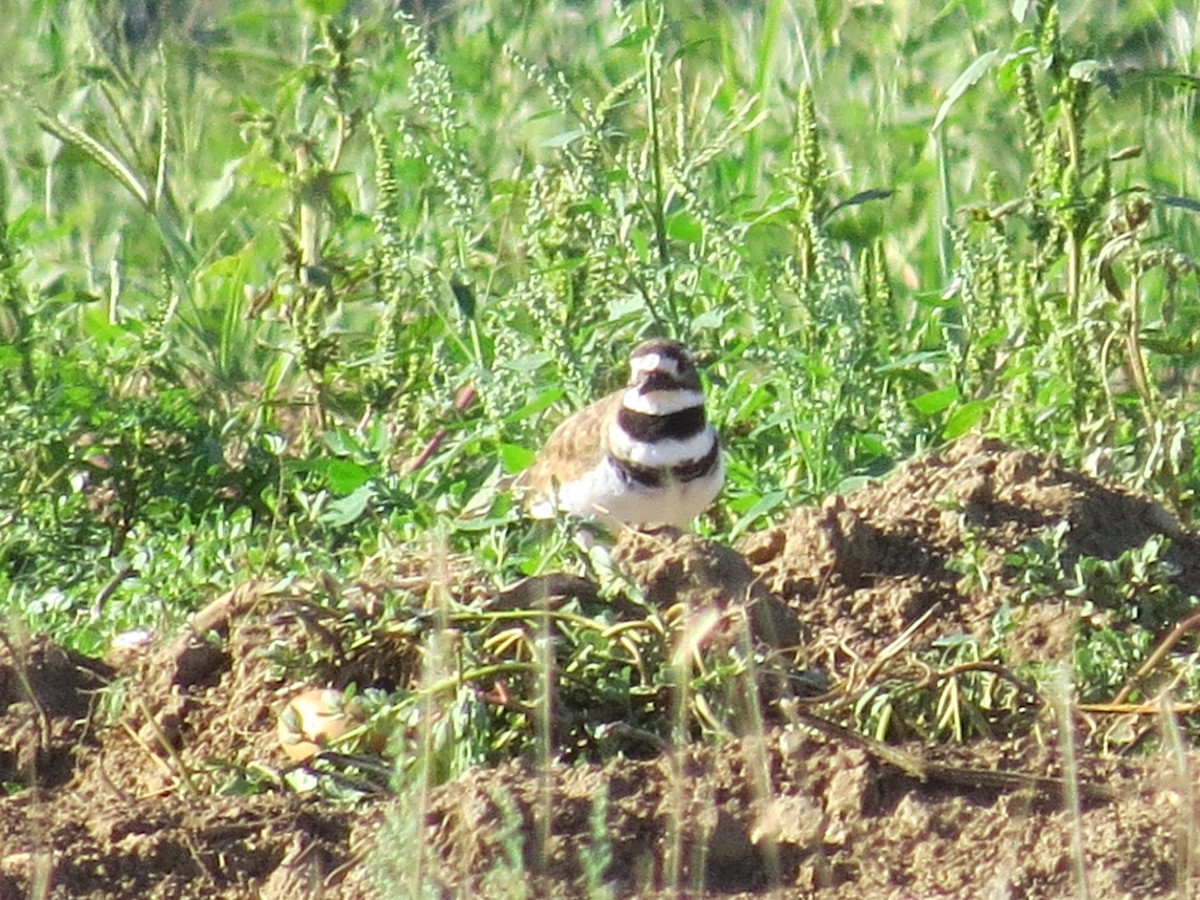 Killdeer - Kathryn Dia