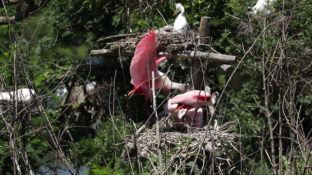 Roseate Spoonbill - ML334281051