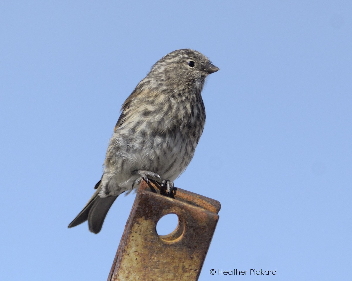 Redpoll (Common) - Heather Pickard