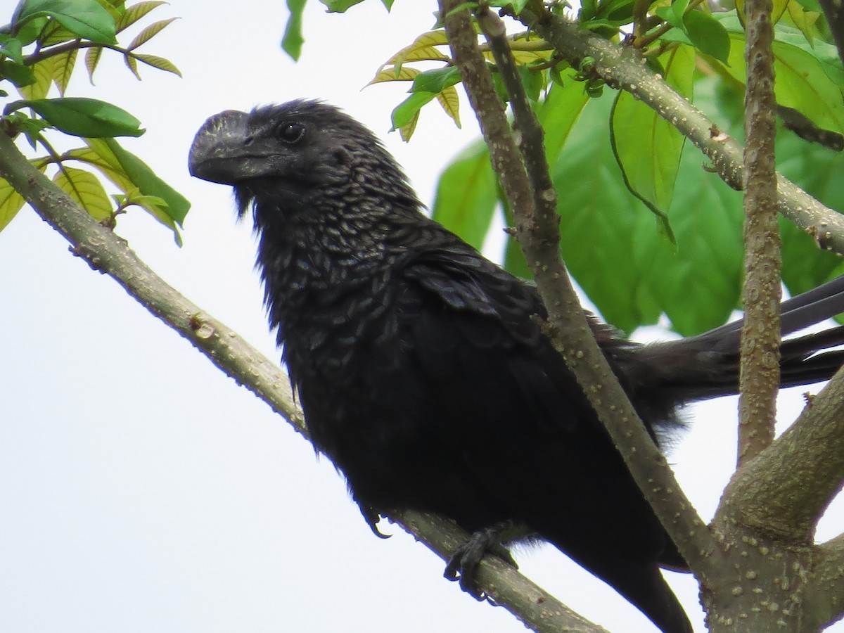 Smooth-billed Ani - Scarlet  Cordero Seijas