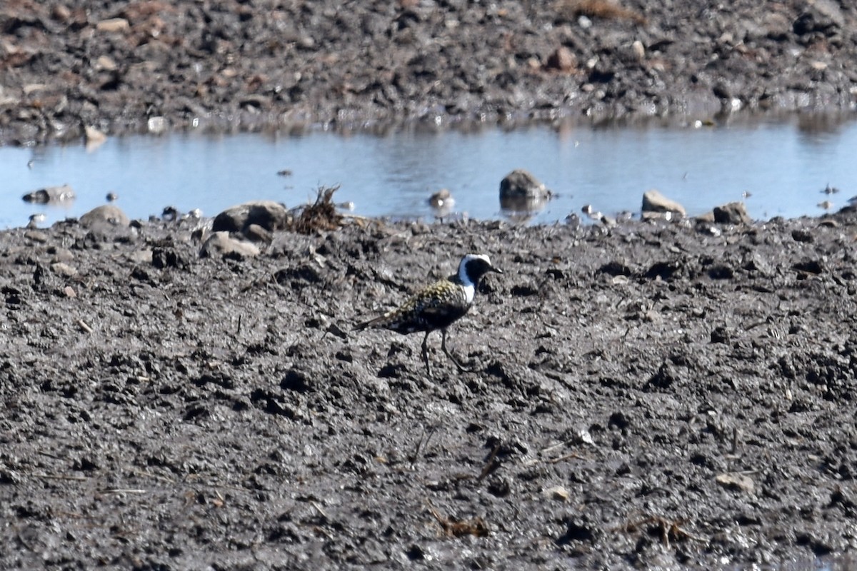 American Golden-Plover - ML334282161