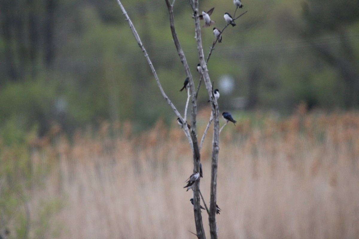 Tree Swallow - ML334282591