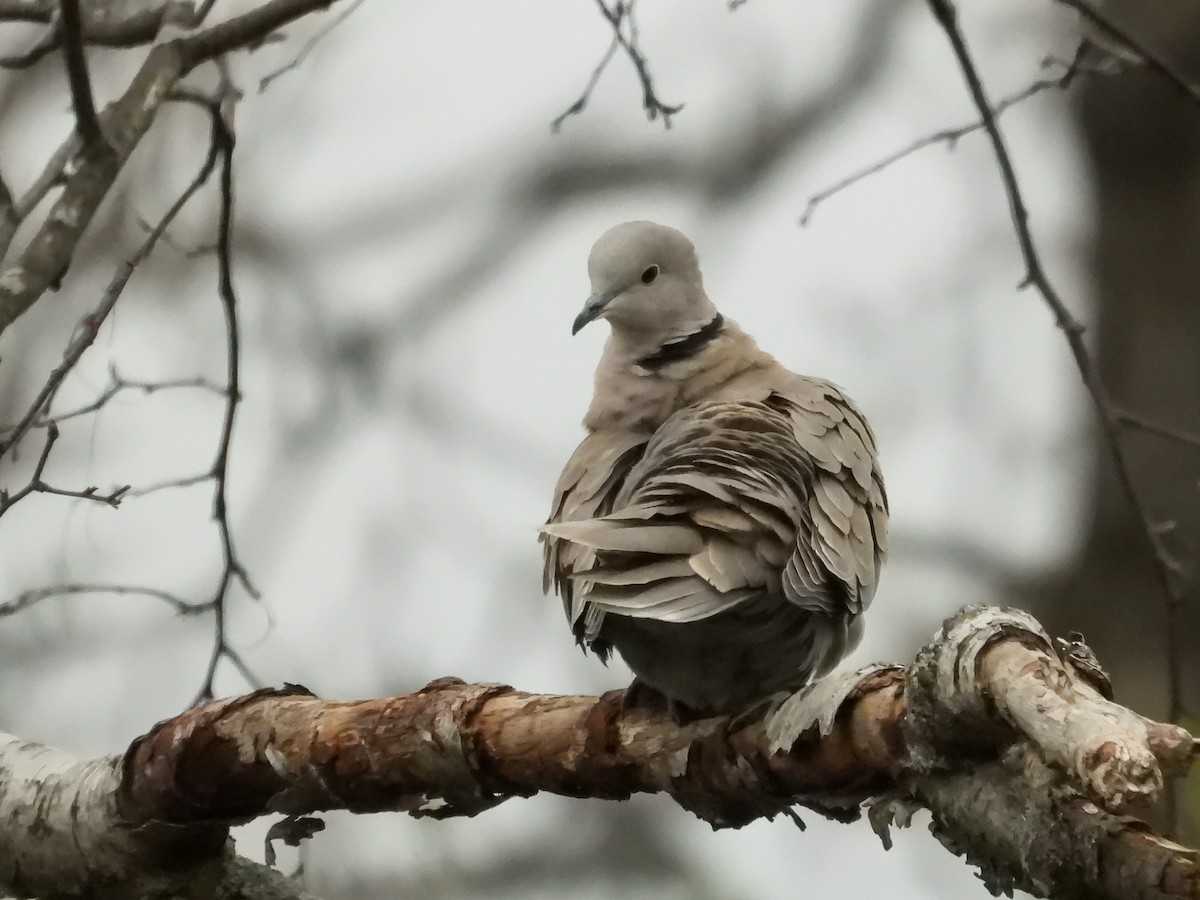 Eurasian Collared-Dove - ML334283451