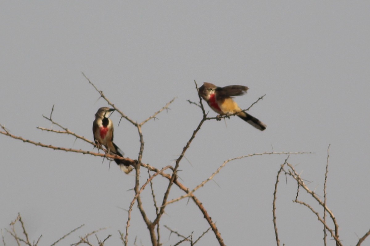 Rosy-patched Bushshrike - ML33428531