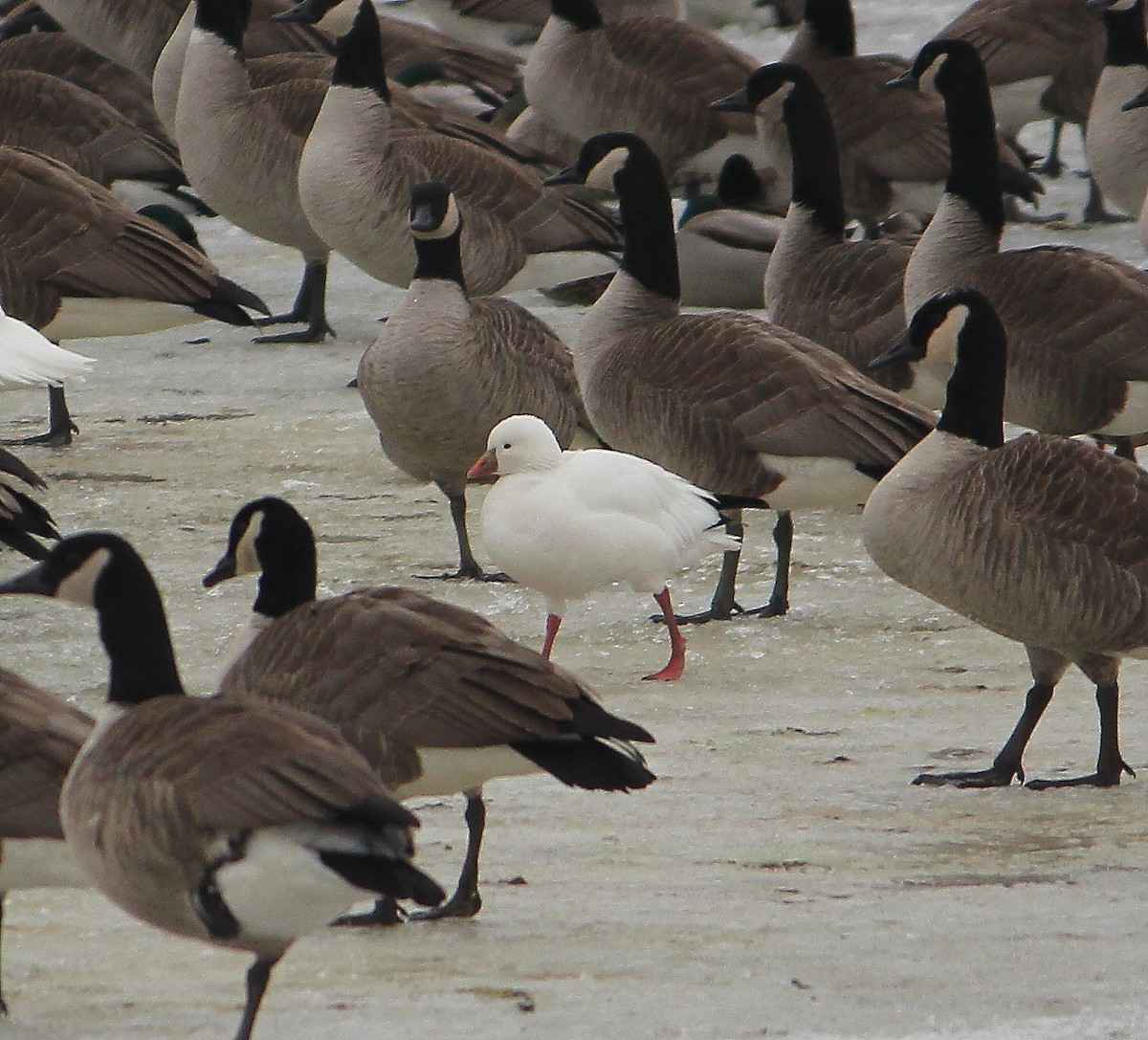 Ross's Goose - ML33428591