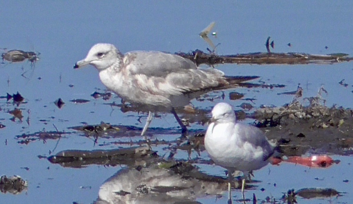 California Gull - Bernard Morris