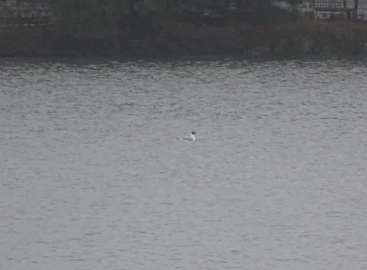 Bonaparte's Gull - ML334289691