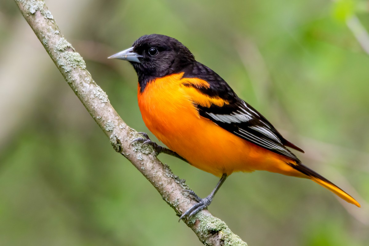 Baltimore Oriole - Matthew Plante