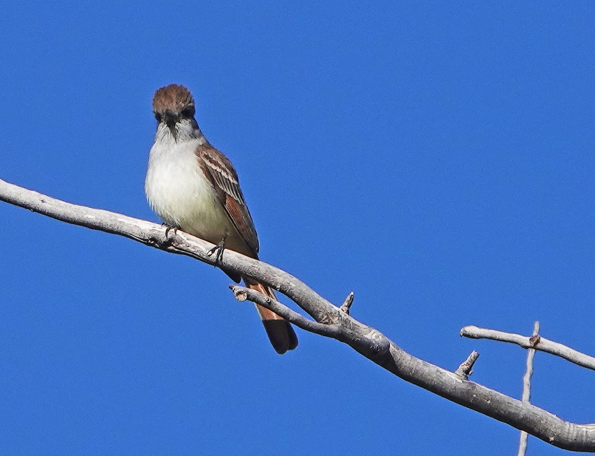 Ash-throated Flycatcher - ML334289991
