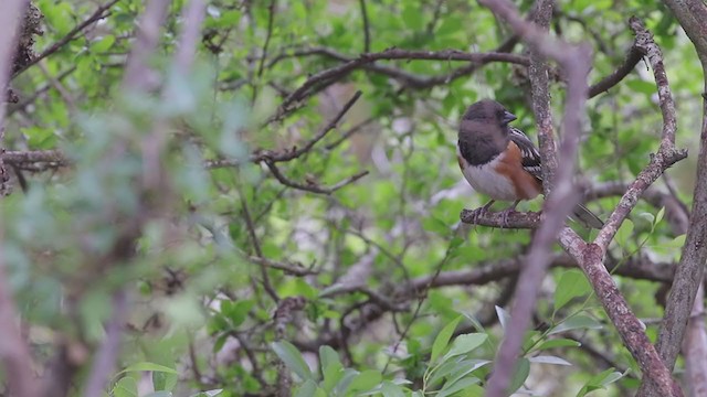 Spotted Towhee - ML334291491