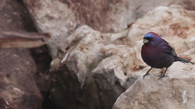 Varied Bunting - ML334291571