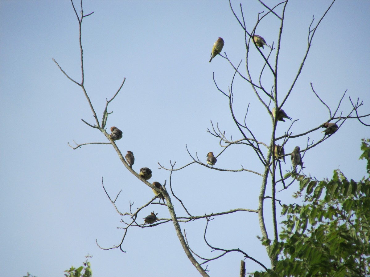 Cedar Waxwing - ML33429201