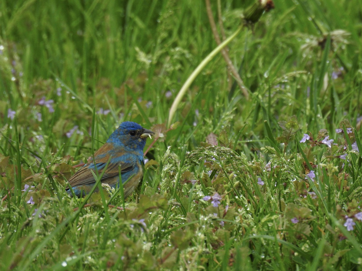 Indigo Bunting - ML334292921