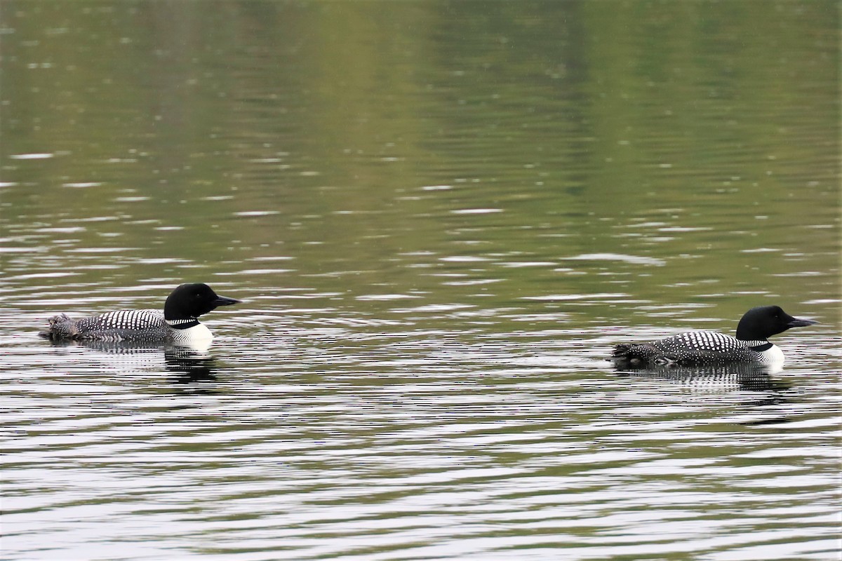 Common Loon - ML334293721