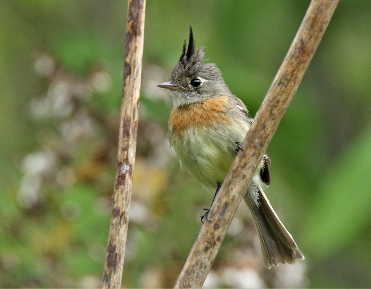 Belted Flycatcher - Josue  de León Lux (Birding Guide) josuedeleonlux@gmail.com +502 3068 8988