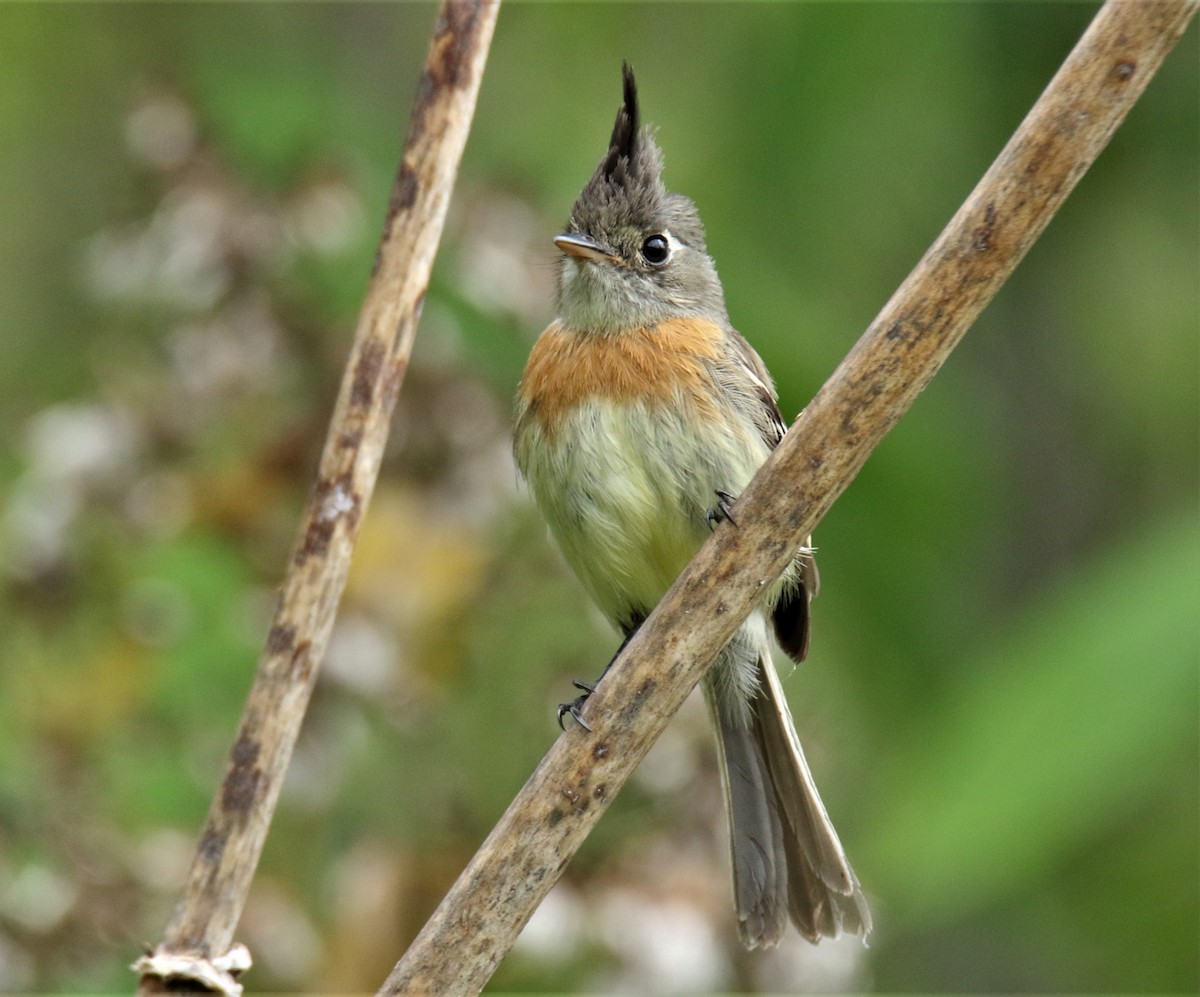 Belted Flycatcher - Josue  de León Lux (Birding Guide) josuedeleonlux@gmail.com +502 3068 8988