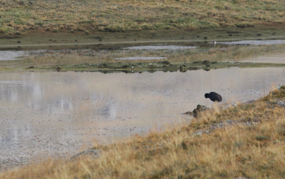 Giant Coot - Alexander Lees