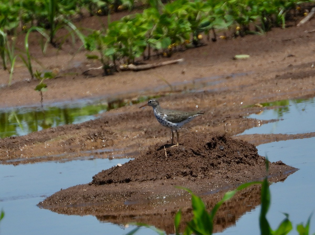 Spotted Sandpiper - Vaishali Katju