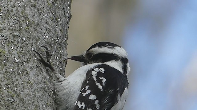 Downy Woodpecker - ML334299381