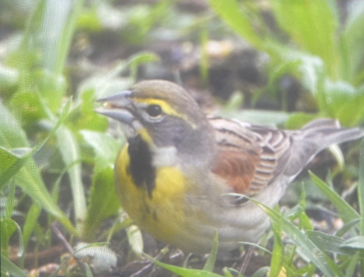 Dickcissel - ML334299661