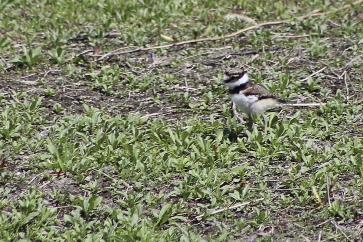 Killdeer - ML334301171