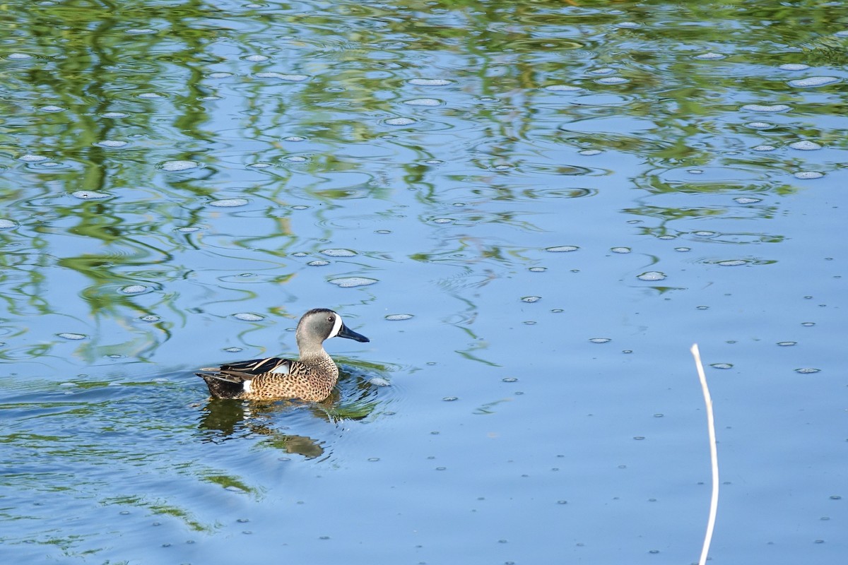 Blue-winged Teal - Javier Cotin