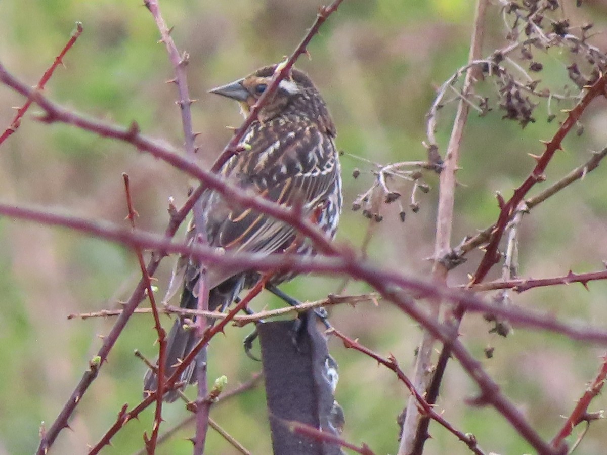 Red-winged Blackbird - ML334305481