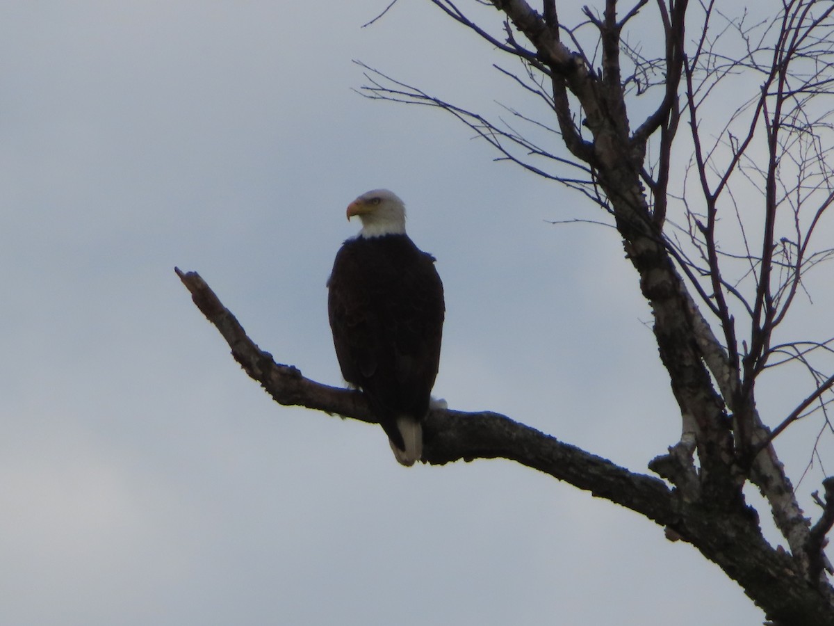 Bald Eagle - ML334305781