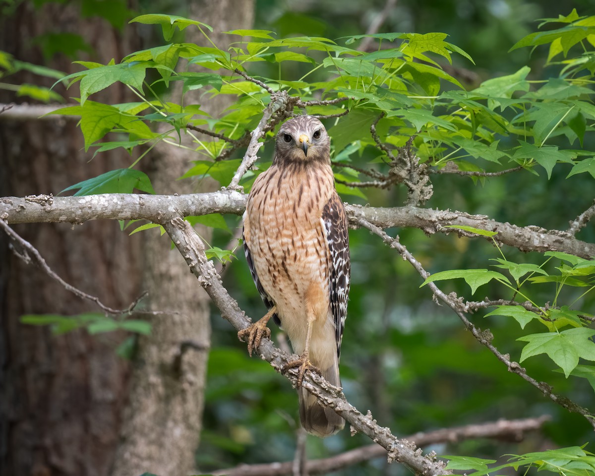 Red-shouldered Hawk - ML334308841