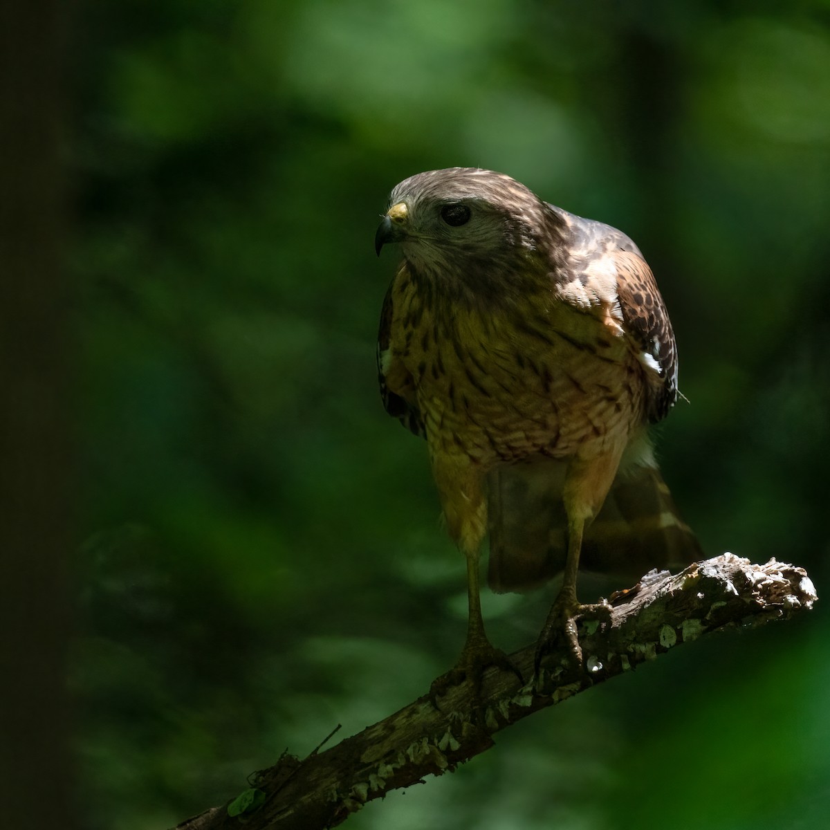 Red-shouldered Hawk - ML334308871