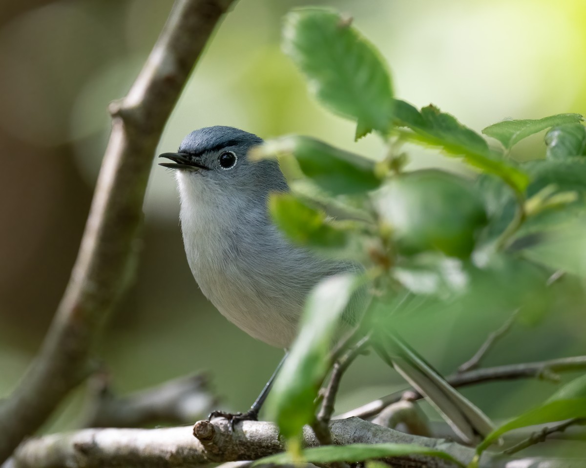 Blue-gray Gnatcatcher - Scott Mullens