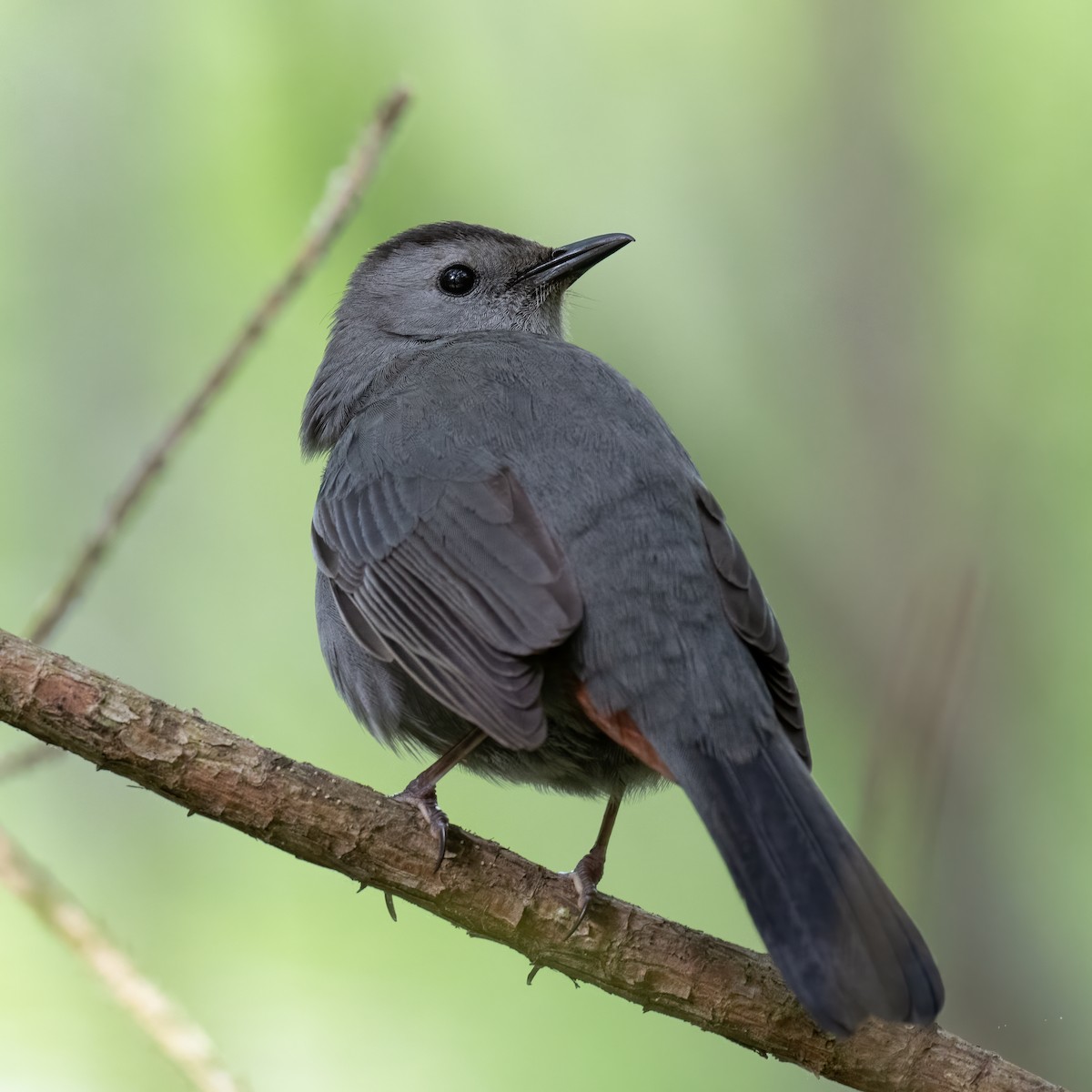 Gray Catbird - ML334309571