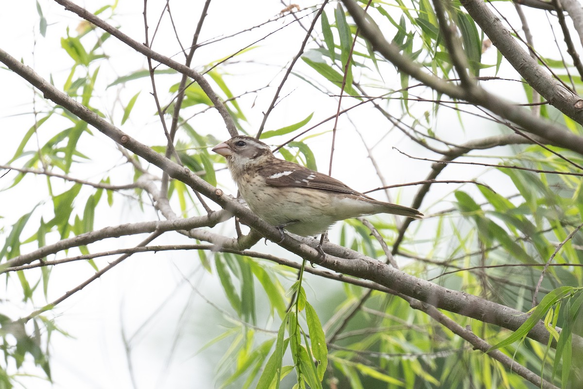 Rose-breasted Grosbeak - ML334310481