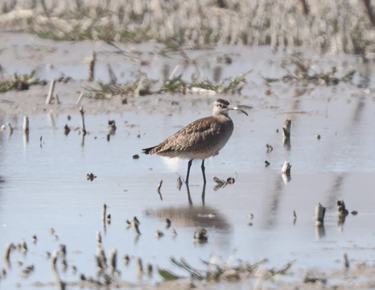 Regenbrachvogel - ML334311081