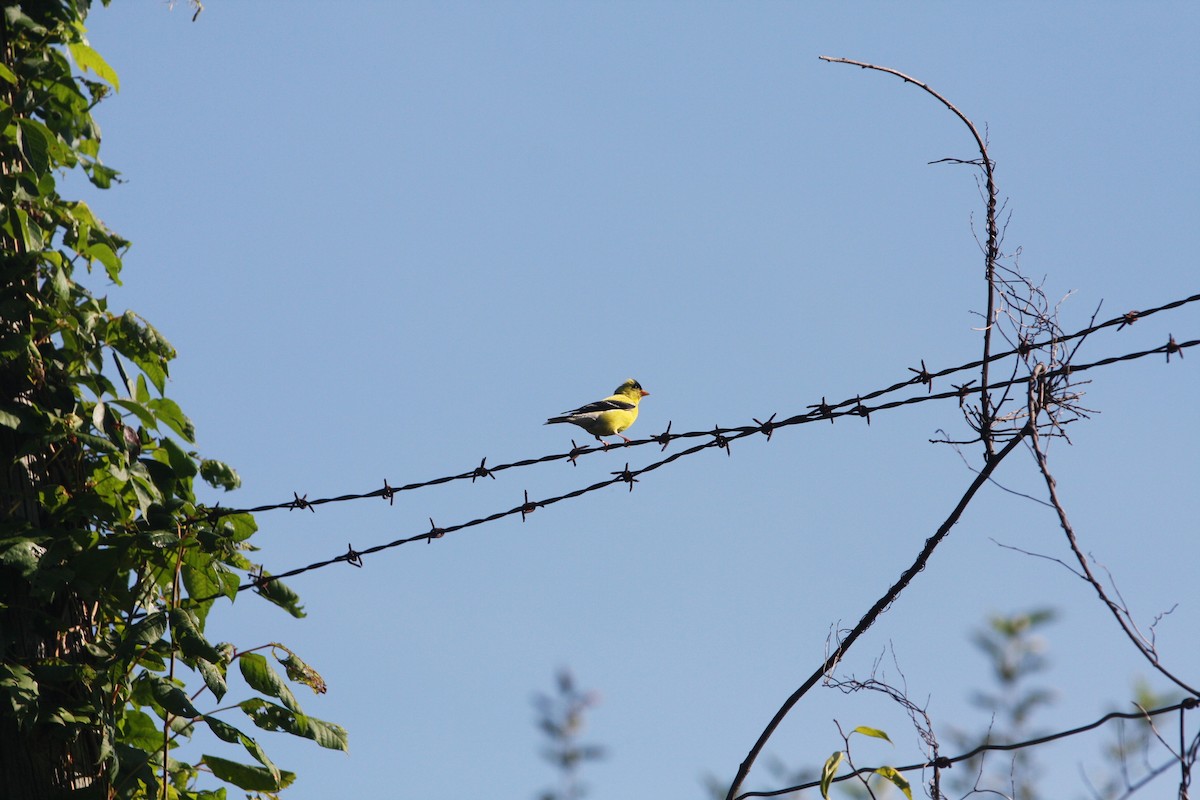 American Goldfinch - ML33431161